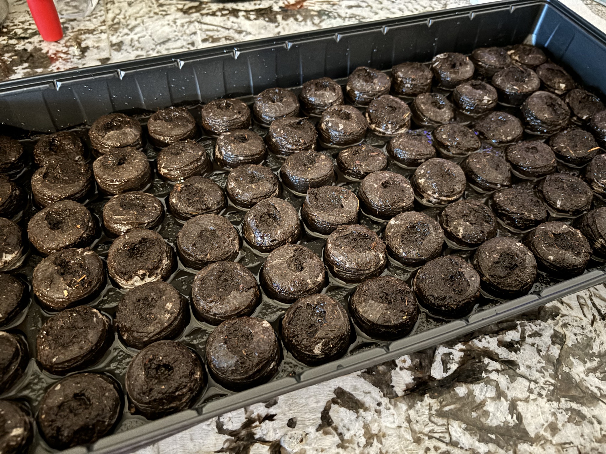 Gardening for Beginners: Peat Pots UPDATE!